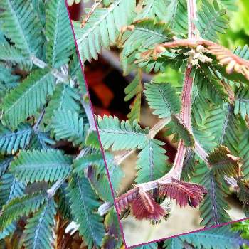 アカシア プルプレアの投稿画像一覧 Greensnap グリーンスナップ