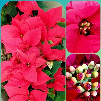 ポインセチア 赤の画像 by みいちゃんさん | ポインセチア 赤とポインセチア☆とポインセチア♡とポインセチアの花とコラージュ