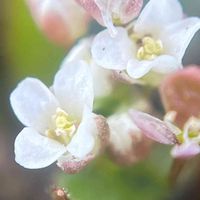 ナズナ,山野草,マクロレンズ,アブラナ科,春の七草の画像