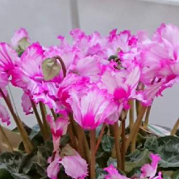 シクラメン属の画像 by 薔薇姫さん | お出かけ先とシクラメンとシクラメン好きとピンクの花と優しいピンクのシクラメンとシクラメン♡とYukoさんのピンクワールドへようこそとシクラメンの魅力とシクラメン大好きと癒しのピンクとピンクワールドへ ようこそとシクラメンの花とシクラメン。とピンクのシクラメンとピンクのシクラメンの花！とシクラメン属とシクラメン✨とチーム福岡と シクラメンとシクラメンシーズンとピンクハンター