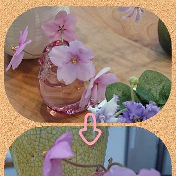 ミニセントポーリアの花の画像 by りつこさん | 部屋とミニセントポーリアと一輪挿しと見とれると植物のある暮らしと切り花を楽しむとミニセントポーリアの花と徒長とお花は癒しと経過観察