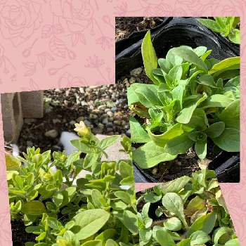 冬越しペチュニアの投稿画像一覧 Greensnap グリーンスナップ