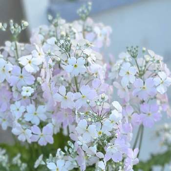 可愛いらしいお花の画像 by ganchipandaさん | 小さな庭と癒しとおうち園芸とウインティーサクラと小さな庭♡とガーデニング初心者と植物がある暮らしと花のある暮らしと可愛いらしいお花