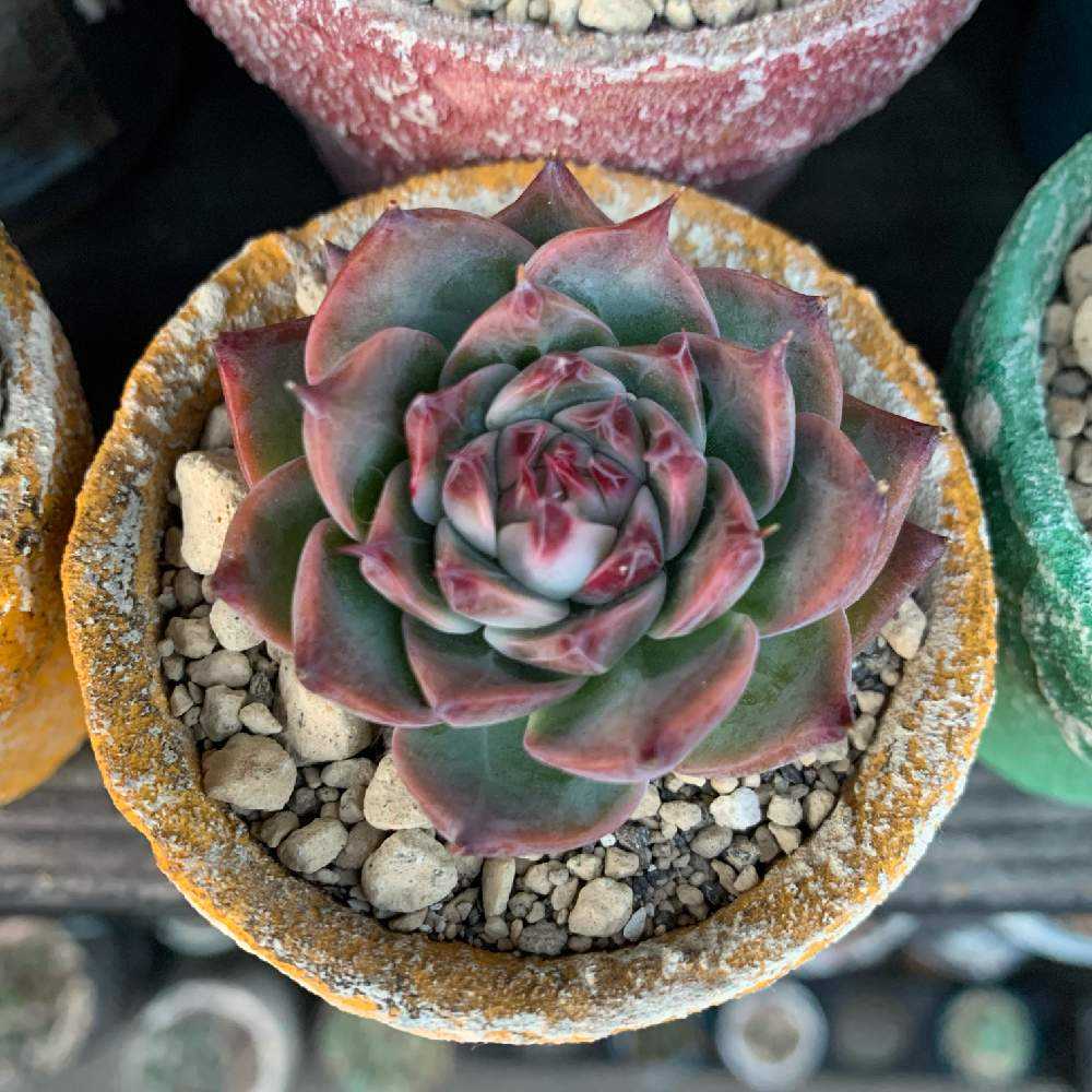 多肉植物　水蜜桃 ruruplant-store_taniku7745411