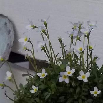 小さいお花が可愛いの投稿画像一覧 Greensnap グリーンスナップ