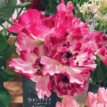 日比谷花壇の画像 by lasfloresMariさん | ラナンキュラス シャルロットと花のある生活と美しい花と癒しの空間と花のある暮らしと日比谷花壇とお花屋さんと幸せな時間
