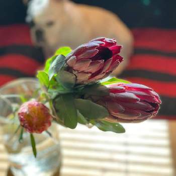 クリスマスリースの投稿画像一覧 Greensnap グリーンスナップ