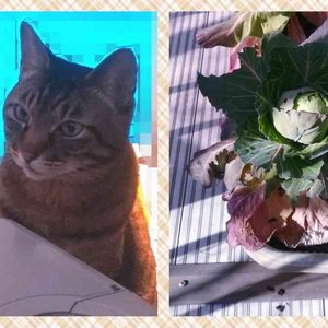 キャベツ,みさきキャベツ,ネコのいる暮らし,キジトラ,食べられた〜の画像