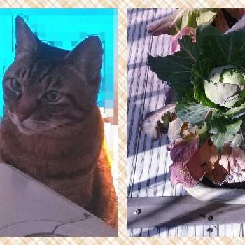 ミニトマトの画像