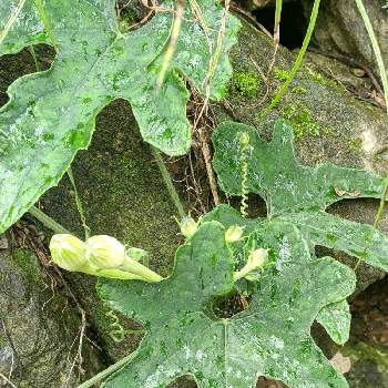 カラスウリの蕾の投稿画像一覧 Greensnap グリーンスナップ