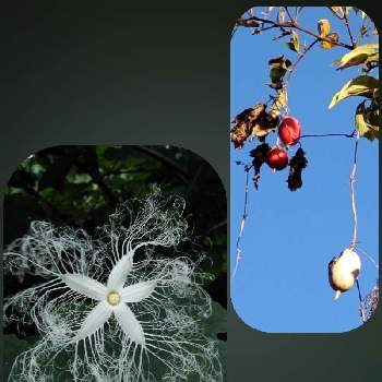 カラスウリの実✨の画像 by リコさん | お出かけ先とカラスウリとカラスウリの実✨とカラスウリの白い花と妖艶な花と山野草好きと一夜限りの花と今日のお花とうっとりと白花好きとツタ植物とワクワク♡