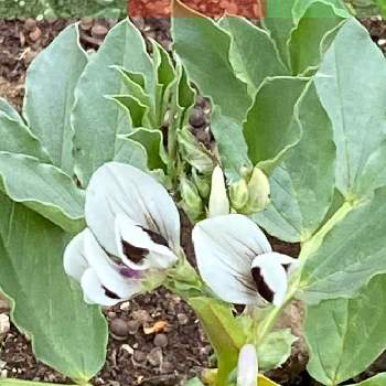 そら豆の投稿画像一覧 Greensnap グリーンスナップ