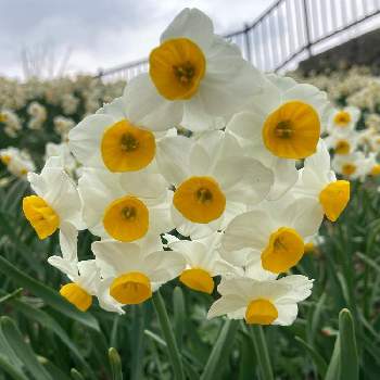 白い花.の画像 by tatsuyaさん | お出かけ先と水仙と白い花.とお写ん歩