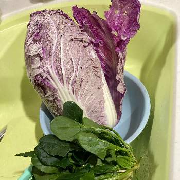 紫白菜の画像 by ミイちゃんママさん | キッチンとほうれん草と紫白菜と白菜 紫奏子と母の作物と母の畑からと珍しい野菜とスマホで撮影と紫の野菜