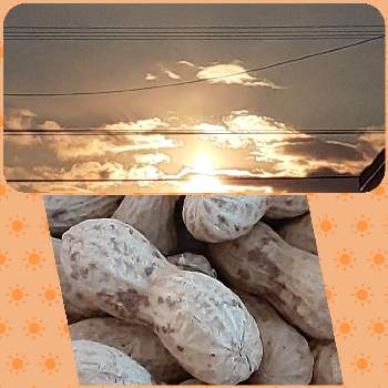 落花生 Greensnap グリーンスナップ