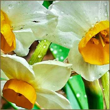 黄色と白の花の画像 by ✴︎Ｃｈｉｅ✴︎さん | ニホンスイセンと一期一会.*✿と黄色と白の花とキラキラ✨と良い香り♡と山野草とヒガンバナ科スイセン属と2月と可愛いらしいと雨の中と多年草と雨の雫と日本水仙の花と植物を愛でるとヨーロッパ原産と葉っぱlove♥と副花冠と有毒植物と冬の彩りと春を告げる花と全てに祈りを♪