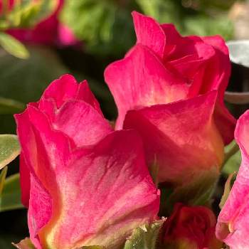 バラ咲きジュリアンプリンアラモードの画像 by ｱﾐᵕ̈ﾌﾙﾙꔛ‬ꕤさん | 玄関と可愛いとバラ咲きジュリアンプリンアラモードと美味しそうな名前と薔薇咲き.ジュリアン