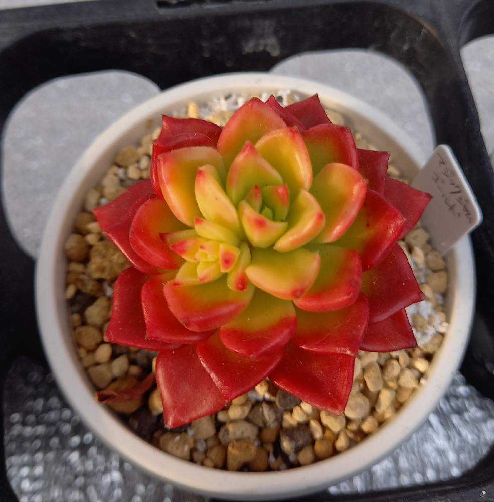 252🌹✂マジックジャムゴールド｜🍀GreenSnap（グリーンスナップ）