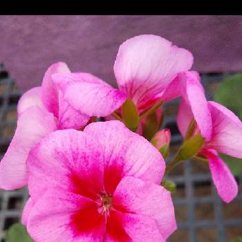 ピンクは大好きな色〜♡の画像 by ノッコちゃんさん | 玄関とゼラニウムと可憐な花と大切な癒やしと可愛い花とピンクのサボテンのはなとおきにいり ♡と大好きなお花♡とピンクは大好きな色〜♡と♥︎すてき♥︎と花のある暮らし