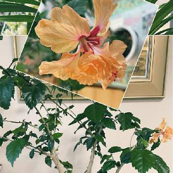 ハイビスカス レッドフラミンゴの画像 by ぷりんちゃんさん | 部屋とハイビスカスとハイビスカス レッドフラミンゴとハイビスカス オレンジフラミンゴとリビングと植木鉢と花のある暮らし