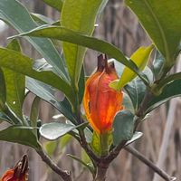 クチナシ,庭木,山野草,花木,樹木の画像