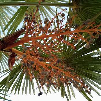 花後の実の投稿画像一覧 Greensnap グリーンスナップ