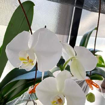 たくましいの画像 by ピーチさん | 窓辺と胡蝶蘭とたくましいとおうち園芸と復活とボロボロと花のある暮らしとお花と白い花