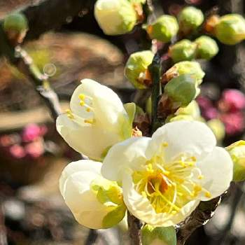 梅の盆栽の画像 by HTさん | 小さな庭と梅の盆栽と白梅の花と白梅 盆栽と春の息吹と盆栽と春の訪れ♪