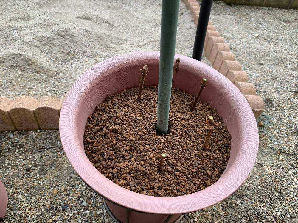 アナベルの挿木【2022/02/03〜】｜🍀GreenSnap（グリーンスナップ）