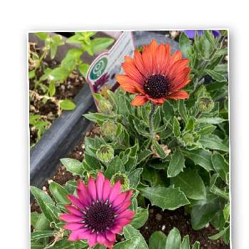 アフリカンデージーの投稿画像一覧 Greensnap グリーンスナップ