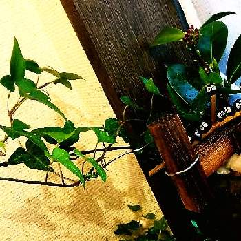 まっくろくろすけの画像 by ケサランパサランさん | バス/トイレとツバキとアイビー（ヘデラ）と沈丁花と水耕栽培とヘデラ☆と窓辺の癒しとトイレの癒しとまっくろくろすけと観葉植物