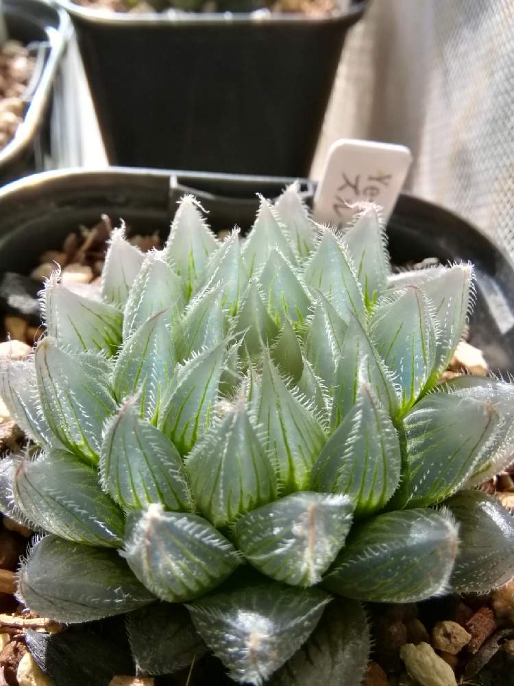 ハオルチア属 ハオルシア属の投稿画像 By ほむらさん ハオルチアと多肉植物とハオルチア属と透明な窓と吉田園芸部と多肉植物とハオルチア属と透明な窓と吉田園芸部 22月2月3日 Greensnap グリーンスナップ Greensnap グリーンスナップ ハオルチア属 ハオルシア属の投稿画像 By ほむらさん ハオルチアと多肉植物とハオルチア属と透明な窓と吉田園芸部と多肉植物とハオルチア属と透明な窓と吉田園芸部 22月2月3日 Greensnap グリーンスナップ Greensnap グリーンスナップ