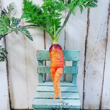 コンパニオンプランツの投稿画像一覧 Greensnap グリーンスナップ