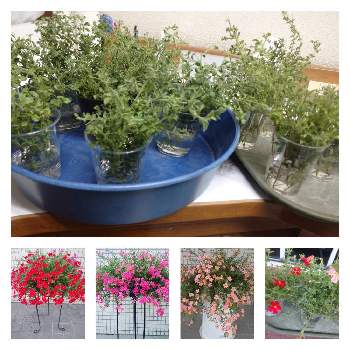 サンブリテニア の投稿画像一覧 Greensnap グリーンスナップ