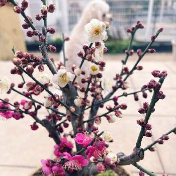 梅の盆栽の画像 by さくちゃんさん | テラスと梅の盆栽