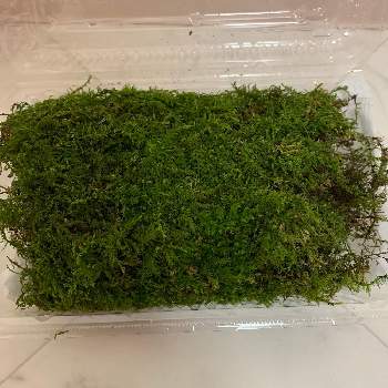 シノブゴケの投稿画像一覧 Greensnap グリーンスナップ