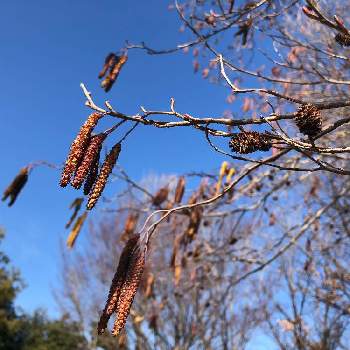 ハンノキの実の投稿画像一覧 Greensnap グリーンスナップ ハンノキの実の投稿画像一覧 Greensnap グリーンスナップ