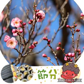 節分の投稿画像一覧 Greensnap グリーンスナップ