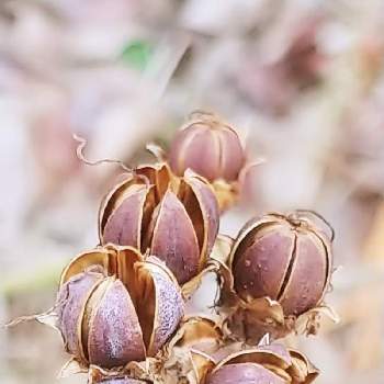 サルスベリの種の投稿画像一覧 Greensnap グリーンスナップ