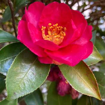 ローズピンクの画像 by テルコちやんさん | お出かけ先といつもありがとう❣️と立春と好きな色.｡.:*♡とGSのみなさんに感謝♡とローズピンクと花いろいろと健気に咲いてるとお花は癒しと綺麗✨