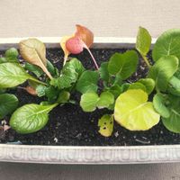 小松菜,後関晩成小松菜,城南小松菜,比較,プランター菜園の画像