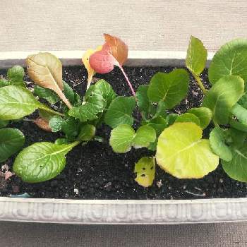 ミニトマトの画像