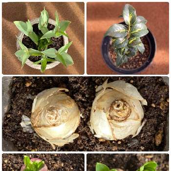 ヒヤシンスピンクパールの投稿画像一覧 Greensnap グリーンスナップ