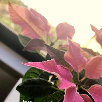 プリンセチア♡の画像 by けいちゃんさん | 窓辺とプリンセチア♡と２月とプランターとポインセチア ピンクと二階からと植木鉢