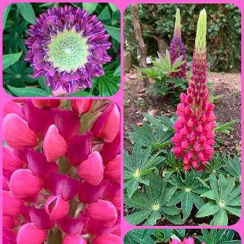 My Garden ☆ ♪の画像 by marchenさん | 小さな庭とルピナスと紫色とピンク色とMy Garden ☆ ♪
