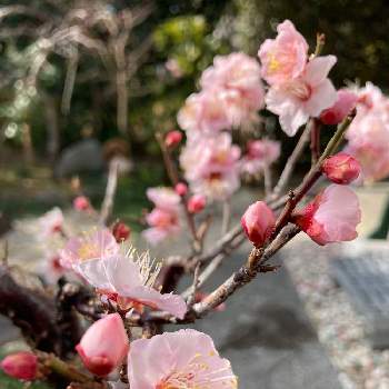 梅の盆栽の画像 by いもさん | 小さな庭と梅盆栽と花のある暮らしと春の訪れと梅の盆栽
