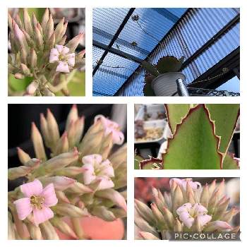 カランコエ シンセパラの投稿画像一覧 Greensnap グリーンスナップ