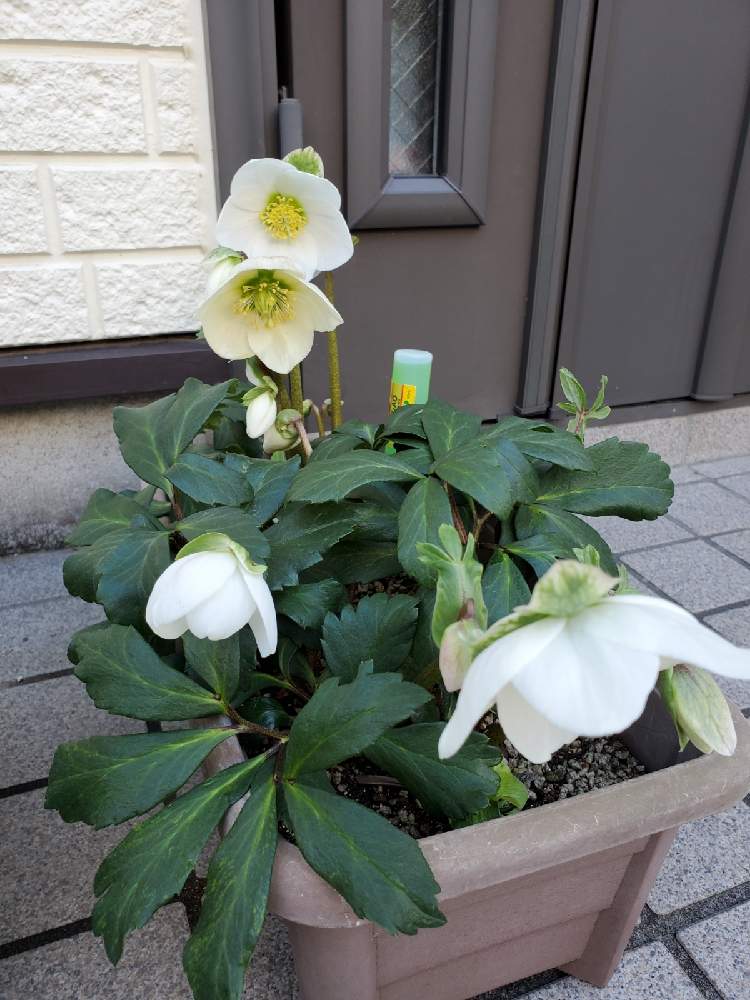 クリスマスローズ Greensnap グリーンスナップ