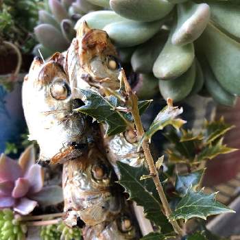 節分飾りの投稿画像一覧 Greensnap グリーンスナップ 節分飾りの投稿画像一覧 Greensnap グリーンスナップ