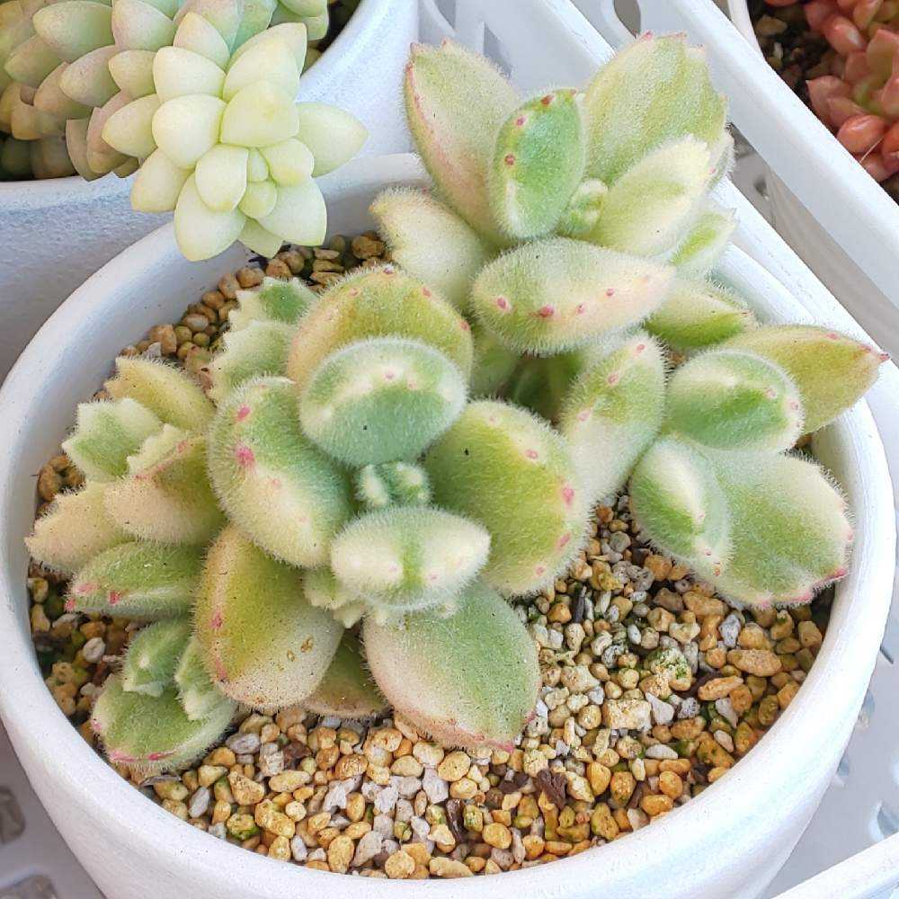 375 熊童子錦(白斑)の生長記録 2022.06.05更新｜🍀GreenSnap（グリーン